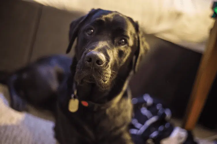 Picture of a black dog looking directly at camera with a black collar.